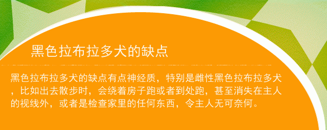 黑色拉布拉多犬的缺點