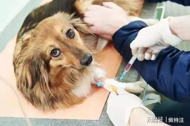 小狗打疫苗需要多少錢_打黃熱疫苗需要空腹嗎_小狗疫苗錢打需要注意什么