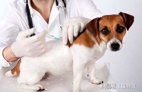 打黃熱疫苗需要空腹嗎_小狗疫苗錢打需要注意什么_小狗打疫苗需要多少錢