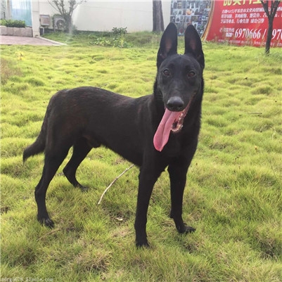 馬犬訓練教材_馬犬怎么訓練聽話_馬犬服從訓練能打嗎