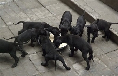 馬犬怎么訓練聽話_馬犬訓練教材_馬犬服從訓練能打嗎