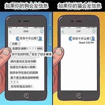 養(yǎng)貓好還是養(yǎng)狗更好_養(yǎng)貓狗的好處_養(yǎng)貓狗有什么講究