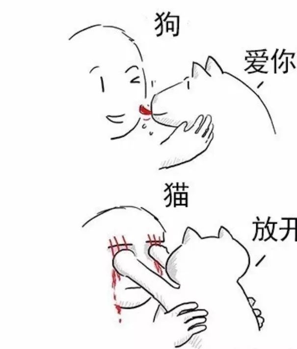 養(yǎng)貓好還是養(yǎng)狗更好_養(yǎng)貓狗的好處_養(yǎng)貓狗有什么講究