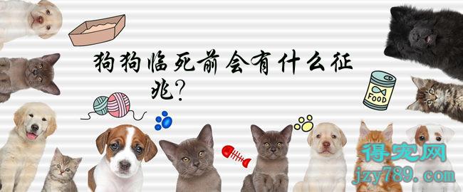 狗狗臨死前會有什么征兆？(狗狗臨死前的六個特殊征兆)