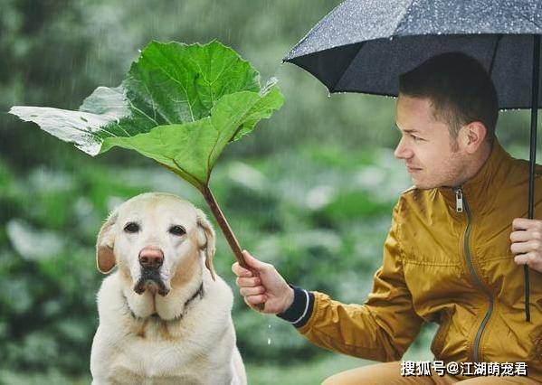 小型寵物品種狗排名_小型寵物狗品種_小型寵物品種狗圖片