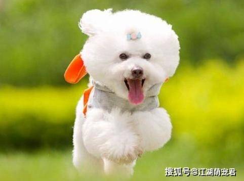 小型寵物狗品種_小型寵物品種狗排名_小型寵物品種狗圖片