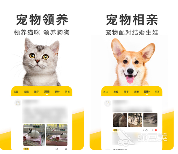 買寵物狗app_買寵物狗到哪個網比較正規_買寵物狗在哪個平臺買比較好