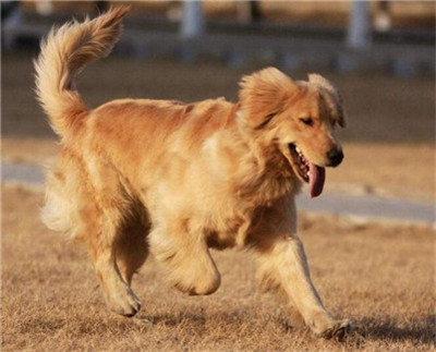 馬犬怎么訓練_馬犬服從性怎樣訓練_馬犬怎么訓練聽話