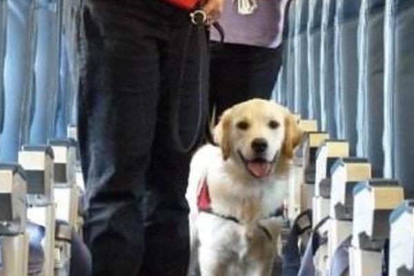 高鐵托運一只狗要多少錢_汽車托運狗_狗航空托運