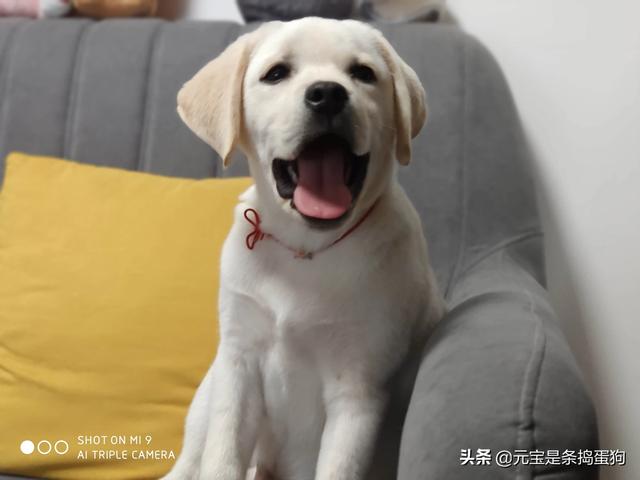 買寵物狗在哪個app上較好_買寵物狗在哪個平臺買比較好_買寵物狗app