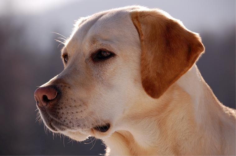 拉布拉多犬的好處_拉布拉多犬的優缺點_狗拉布拉多犬的特性