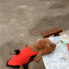 飼養(yǎng)泰迪犬的5大“壞處”，看完你還敢養(yǎng)嗎？