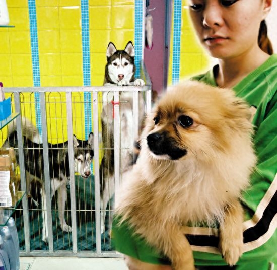 孕婦可以養(yǎng)狗嗎_孕婦養(yǎng)狗可以不_孕婦養(yǎng)狗可以驅(qū)蟲(chóng)嗎