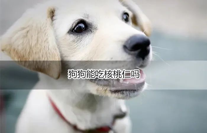 核桃可以給狗吃嗎_狗能吃核桃嗎_核桃可以給狗狗吃嗎
