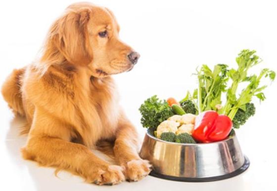 狗狗不能吃的六種蔬菜，你喂食過幾種？