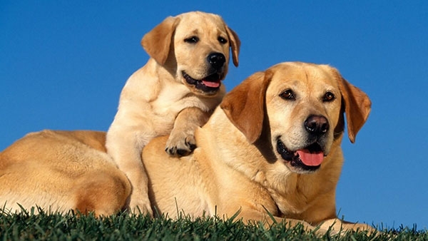 拉布拉多犬好不好_狗拉布拉多犬的特性_拉布拉多犬的優缺點