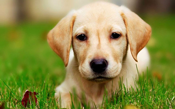 狗拉布拉多犬的特性_拉布拉多犬好不好_拉布拉多犬的優缺點