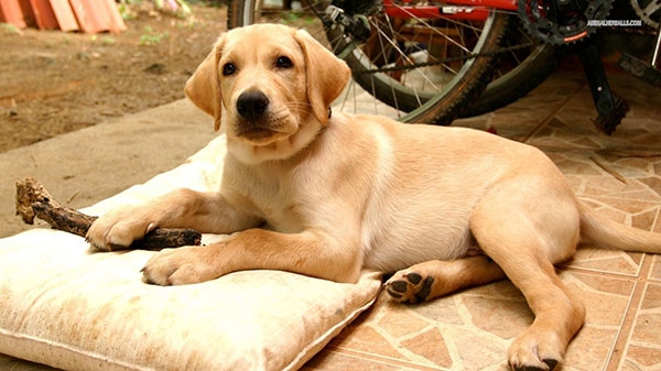 狗拉布拉多犬的特性_拉布拉多犬的優缺點_拉布拉多犬好不好
