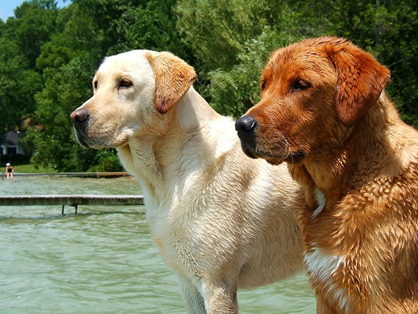 狗拉布拉多犬的特性_拉布拉多犬的優缺點_拉布拉多犬好不好