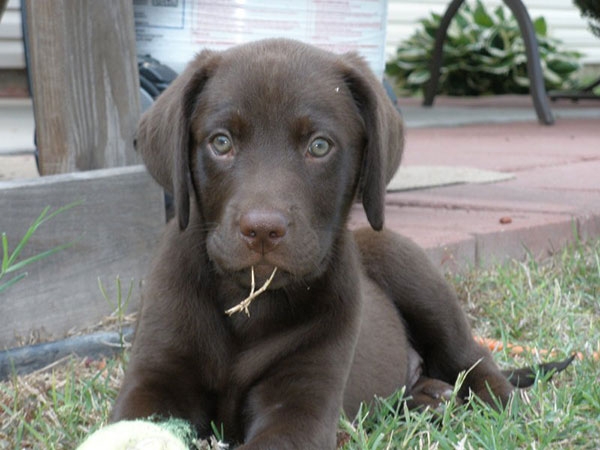 拉布拉多犬好不好_拉布拉多犬的優缺點_狗拉布拉多犬的特性