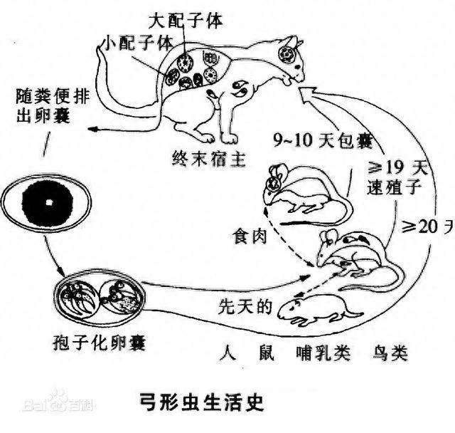 孕婦養(yǎng)狗可以嘛_孕婦養(yǎng)狗可以不驅(qū)蟲嗎_孕婦可以養(yǎng)狗嗎