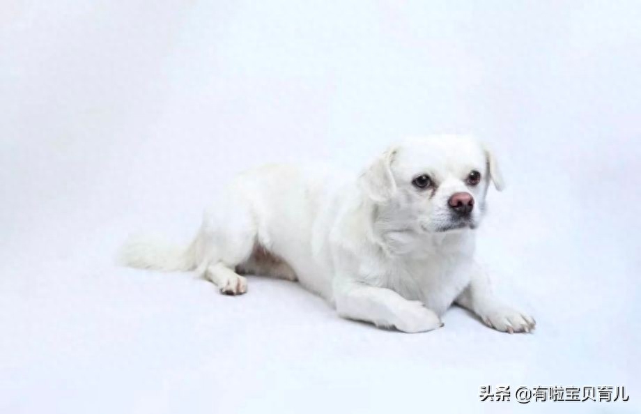 孕婦可以養(yǎng)狗嗎_孕婦養(yǎng)狗可以嘛_孕婦養(yǎng)狗可以驅(qū)蟲嗎