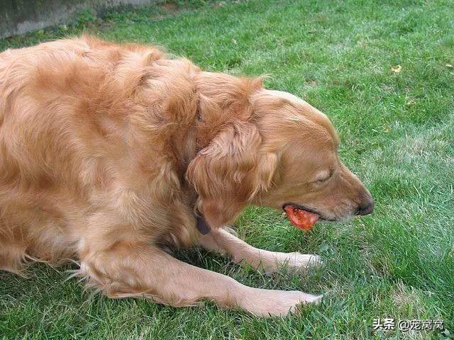 狗狗可以吃番茄嗎(狗狗可以吃番茄炒雞蛋嗎)