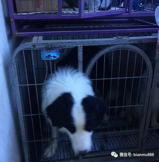 狗能吃核桃嗎_核桃狗吃了會中毒嗎_核桃狗能不能吃