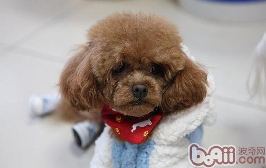 第一次飼養(yǎng)泰迪犬的注意事項