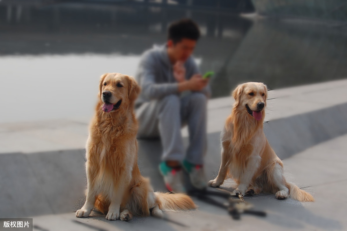 狗來家里是有財嗎_家里來狗什么預兆_家里來狗是什么征兆