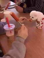 茶杯犬可以生小狗嗎_茶杯犬生小狗時需要剖腹產嗎_茶杯狗可不可以生寶寶