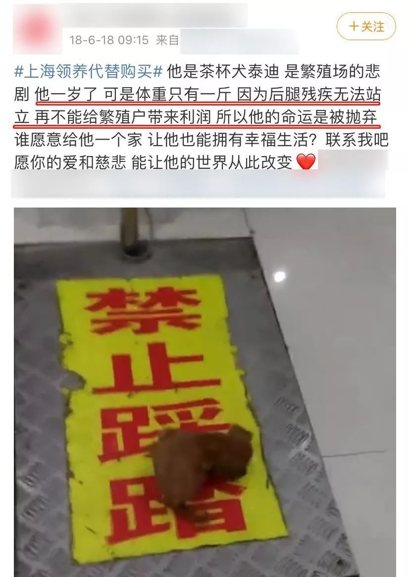 茶杯犬生小狗時需要剖腹產嗎_茶杯犬可以生小狗嗎_茶杯狗可不可以生寶寶