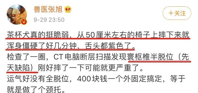 茶杯犬生小狗時需要剖腹產嗎_茶杯狗可不可以生寶寶_茶杯犬可以生小狗嗎