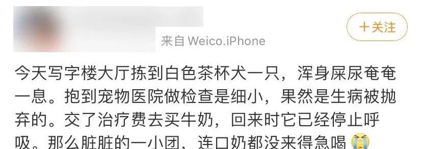 茶杯犬可以生小狗嗎_茶杯狗可不可以生寶寶_茶杯犬生小狗時需要剖腹產嗎