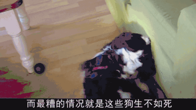 茶杯狗可不可以生寶寶_茶杯犬生小狗時需要剖腹產嗎_茶杯犬可以生小狗嗎