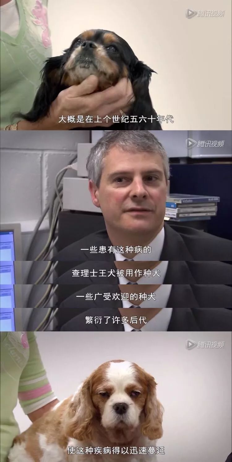 茶杯狗可不可以生寶寶_茶杯犬可以生小狗嗎_茶杯犬生小狗時需要剖腹產嗎
