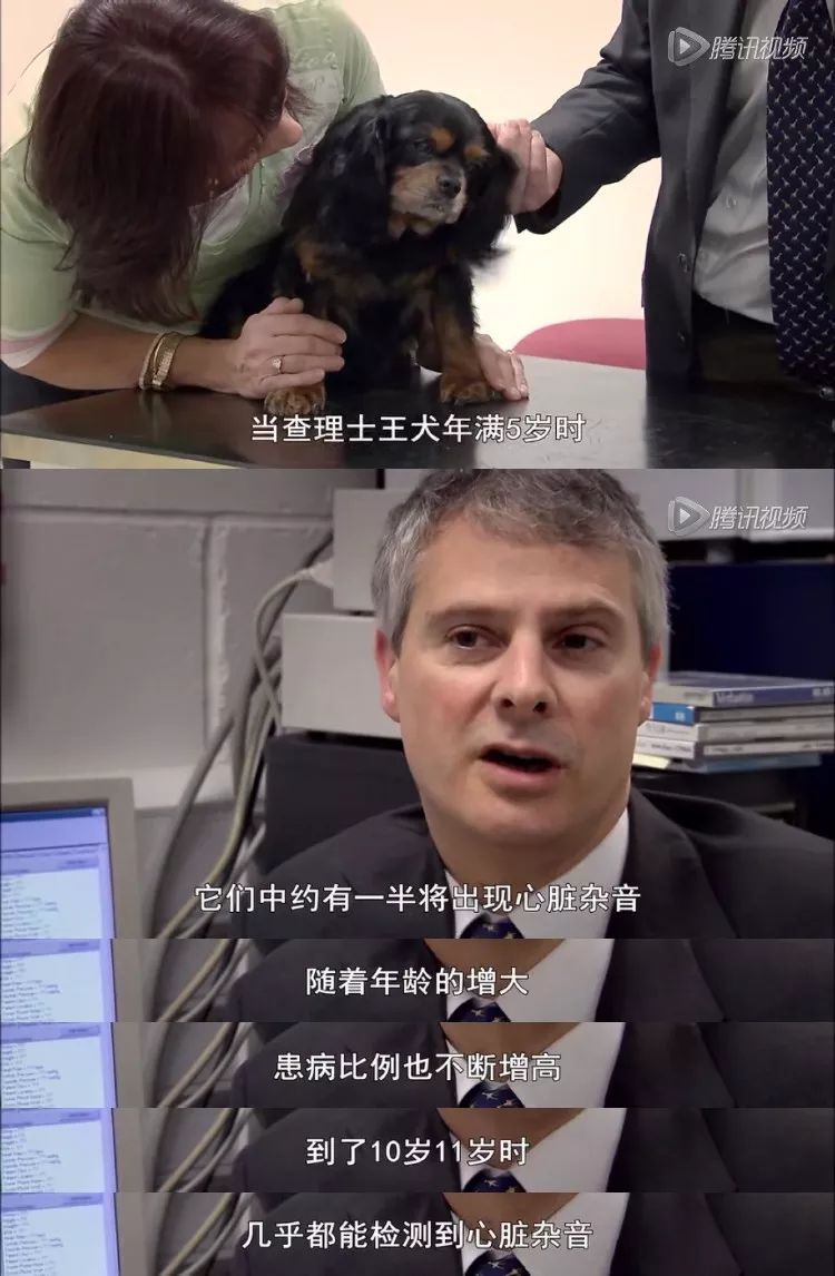 茶杯犬可以生小狗嗎_茶杯犬生小狗時需要剖腹產嗎_茶杯狗可不可以生寶寶