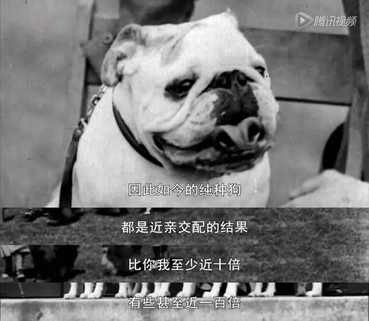 茶杯狗可不可以生寶寶_茶杯犬可以生小狗嗎_茶杯犬生小狗時需要剖腹產嗎