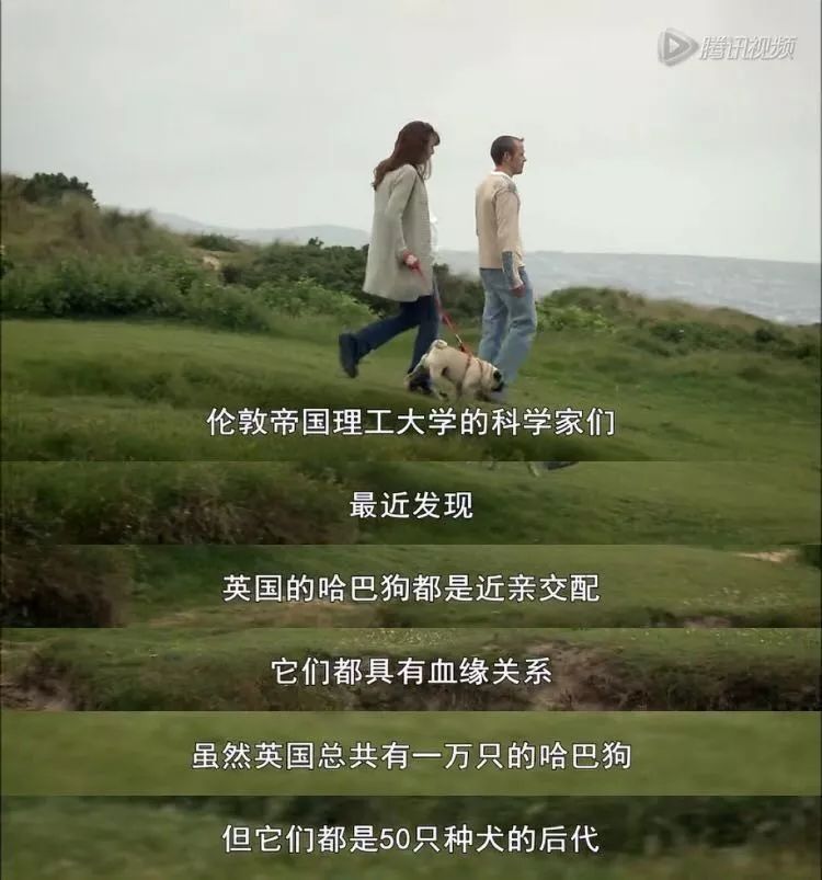 茶杯狗可不可以生寶寶_茶杯犬生小狗時需要剖腹產嗎_茶杯犬可以生小狗嗎