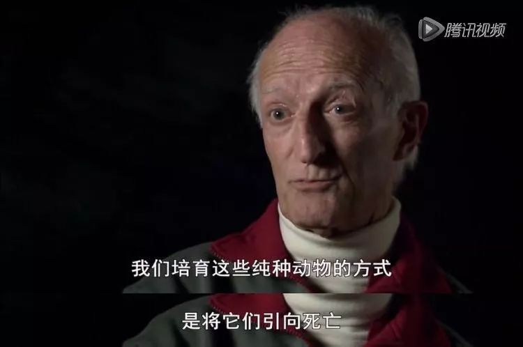 茶杯狗可不可以生寶寶_茶杯犬生小狗時需要剖腹產嗎_茶杯犬可以生小狗嗎
