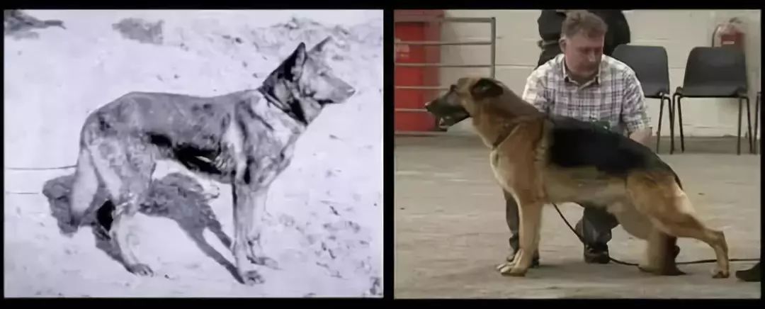 茶杯犬可以生小狗嗎_茶杯狗可不可以生寶寶_茶杯犬生小狗時需要剖腹產嗎