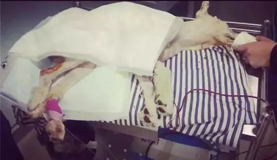 茶杯犬生小狗時需要剖腹產嗎_茶杯犬可以生小狗嗎_茶杯狗可不可以生寶寶
