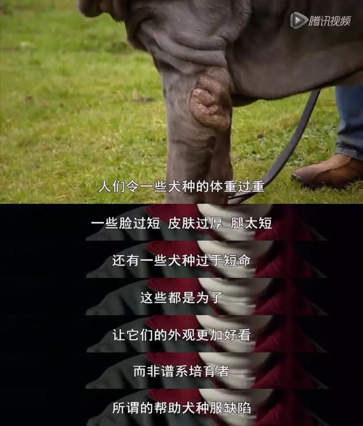 茶杯犬生小狗時需要剖腹產嗎_茶杯狗可不可以生寶寶_茶杯犬可以生小狗嗎