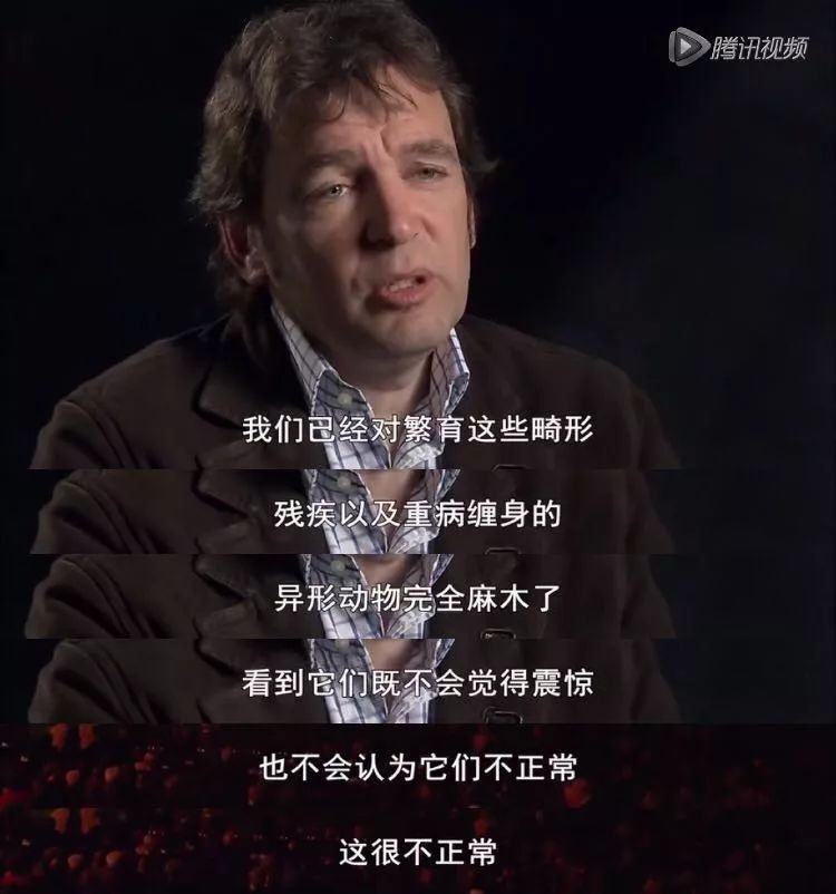 茶杯犬可以生小狗嗎_茶杯犬生小狗時需要剖腹產嗎_茶杯狗可不可以生寶寶