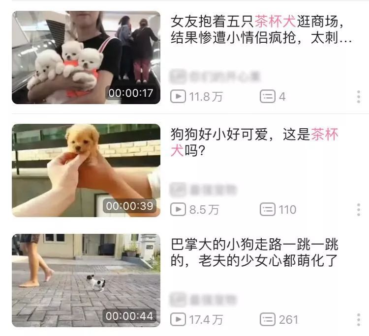茶杯犬生小狗時需要剖腹產嗎_茶杯犬可以生小狗嗎_茶杯狗可不可以生寶寶