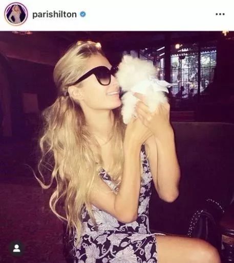 茶杯狗可不可以生寶寶_茶杯犬可以生小狗嗎_茶杯犬生小狗時需要剖腹產嗎