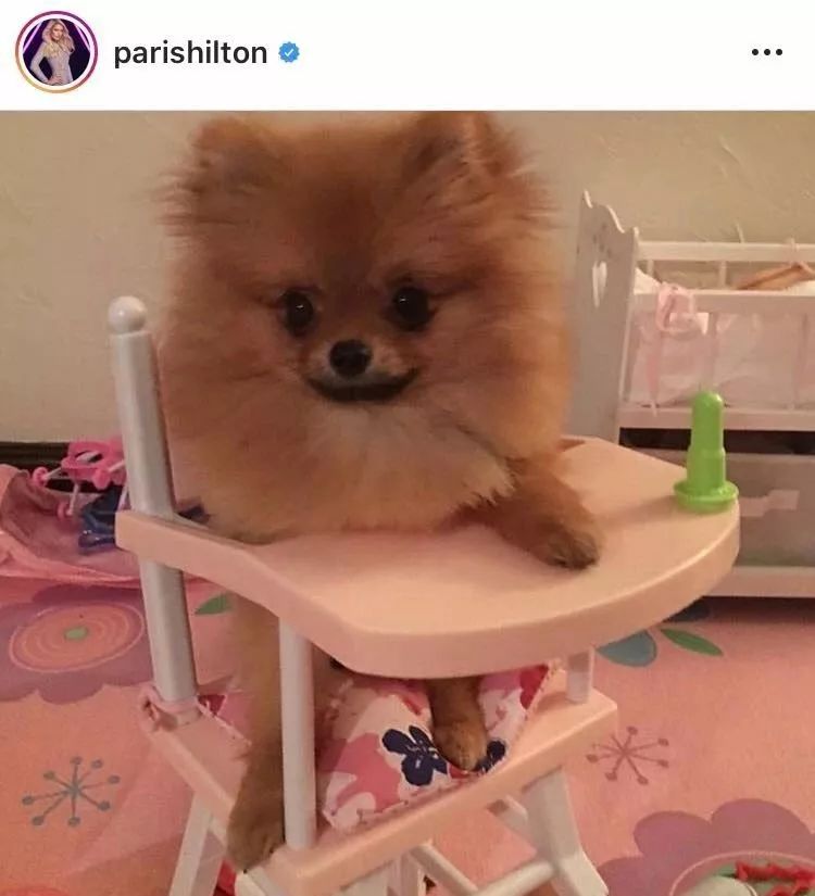 茶杯狗可不可以生寶寶_茶杯犬生小狗時需要剖腹產嗎_茶杯犬可以生小狗嗎