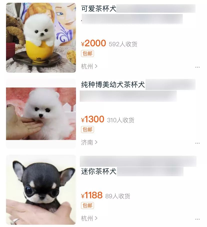 茶杯犬可以生小狗嗎_茶杯狗可不可以生寶寶_茶杯犬生小狗時需要剖腹產嗎