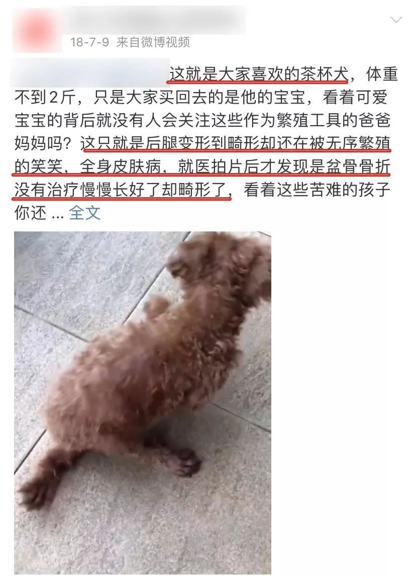 茶杯犬可以生小狗嗎_茶杯狗可不可以生寶寶_茶杯犬生小狗時需要剖腹產嗎