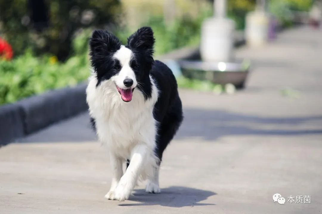 茶杯犬可以生小狗嗎_茶杯狗可不可以生寶寶_茶杯狗狗能活多久